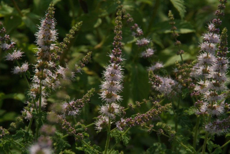 Mentha x piperita 'Almira' Aardbeimunt bestellen